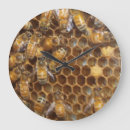 Recherche de miel horloges Insecte