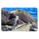 Recherche de iguane magnets Iguana
