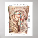 Recherche de biologique humaine posters Anatomie