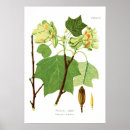 Recherche de liriodendron Fleur