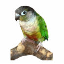 Recherche de perroquet photo sculptures Animal