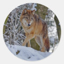 Recherche de loup de neige autocollants Canis lupus