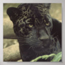 Recherche de black panther posters Jaguar