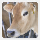 Recherche de tête vache autocollants Agriculture