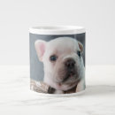 Recherche de canine tasses Bulldog français