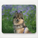 Recherche de profil chien tapis souris Spitz nain