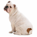 Recherche de chien photo sculptures Amoureux des animaux