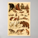 Recherche de copie de loup Animal