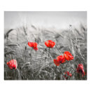 Recherche de pavots art Photographie