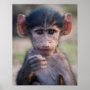 Recherche de babouin art Singe