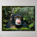 Recherche de chimpanzee posters Singes