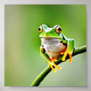 Recherche de grenouille de saut posters Animal