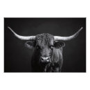 Recherche de ster posters Longhorn steer