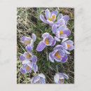 Recherche de crocus cartes postales Floral