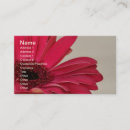 Recherche de gerbera cartes visite Fleurs