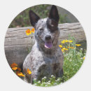 Recherche de fourrure autocollants Alerte