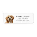 Recherche de apso de lhasa Chiot