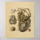 Recherche de arachnide posters Vintage