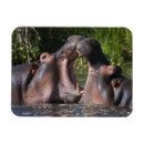 Recherche de hippopotame magnets Afrique