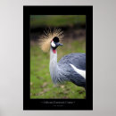 Recherche de grue photographie Nature