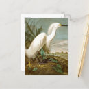 Recherche de héron blanc cartes postales Egret
