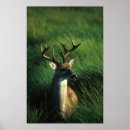 Recherche de cerfs communs de queue art Andouillers