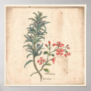 Recherche de herbe posters Romarin