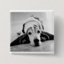 Recherche de basset badges Chien