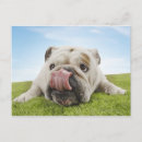 Recherche de humour animal cartes postales rire