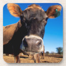 Recherche de bovin dessous de verres Animal