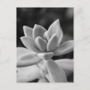 Recherche de suculent cartes postales Cactus