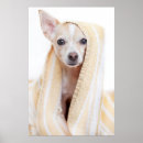 Recherche de animaux de bébé posters Assis