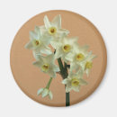 Recherche de narcisse magnets Floral
