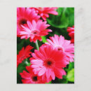 Recherche de gerber cartes postales Fleur