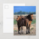 Recherche de poulain cartes postales Debout