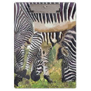 Recherche de rayures de zèbre porte blocs Pour tous