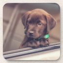 Recherche de chocolat labrador dessous de verres Animal
