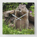 Recherche de marmotte horloges Faune