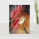 Recherche de leghorn Oiseau
