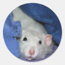 Recherche de rat mignon autocollants Blanc