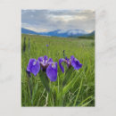 Recherche de botanical cartes postales Fleur