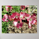 Recherche de fleurs de cornouiller posters Printemps