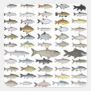 Recherche de brème autocollants Pêche