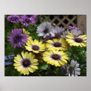 Recherche de osteospermum art Marguerite