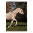 Recherche de cheval arabe cartes postales Fonctionnement