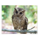 Recherche de vie sauvage art Imprimer