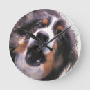Recherche de colley horloges Collie bore