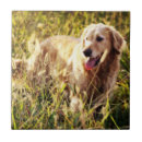 Recherche de chien de moutons carreaux Chiot