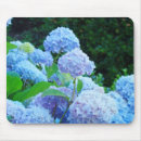 Recherche de hortensia bleu électronique Hortensias
