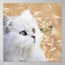 Recherche de chaton blanc posters Chatons